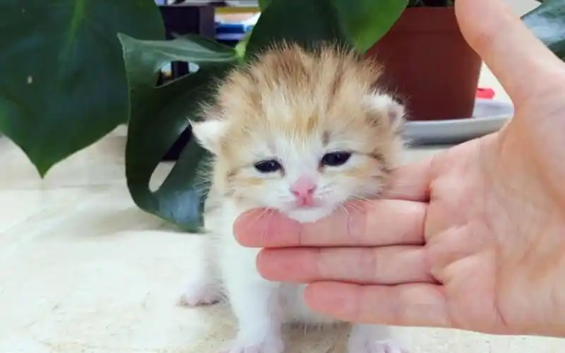 超萌小奶猫,主人最爱用手托住猫头,太可爱了