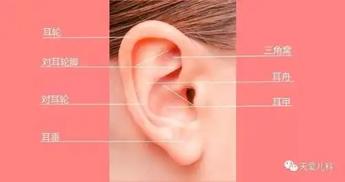 有圆润的耳轮,清晰的三角窝和耳甲腔,附着于头颅两侧,与颅面部成一定