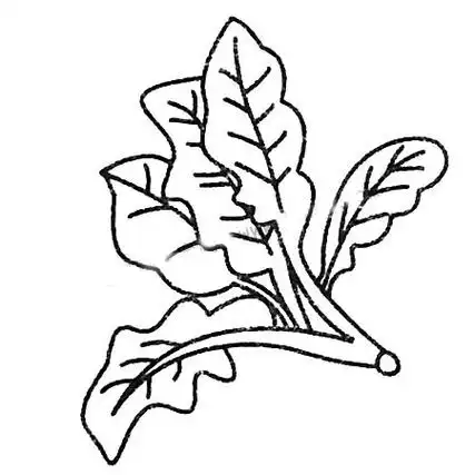 菠菜及画法图解简笔画