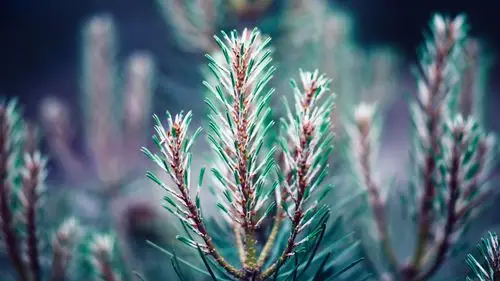 壁纸 自然,树针,树枝,模糊 3840x2160 uhd 4k 高清壁纸, 图片, 照片