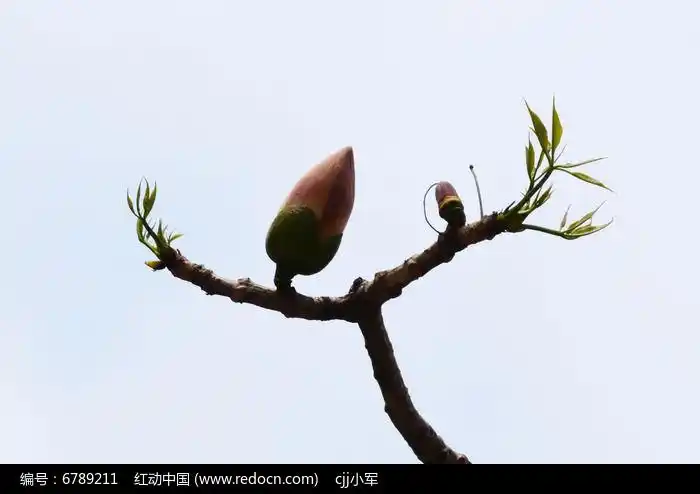 木棉花花苞特写图片