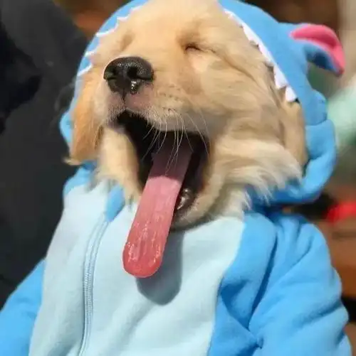 一些好玩有趣的搞怪头像