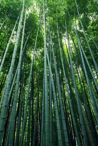 壁纸 竹,茎,叶,森林,绿色 2880x1800 hd 高清壁纸, 图片, 照片