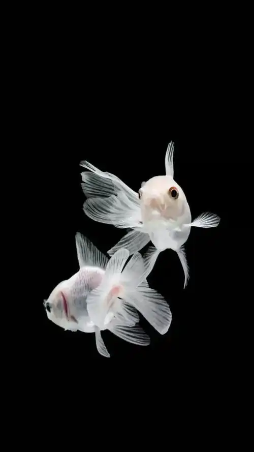 招财鱼,年年有鱼,点赞的在2019年财源滚滚来