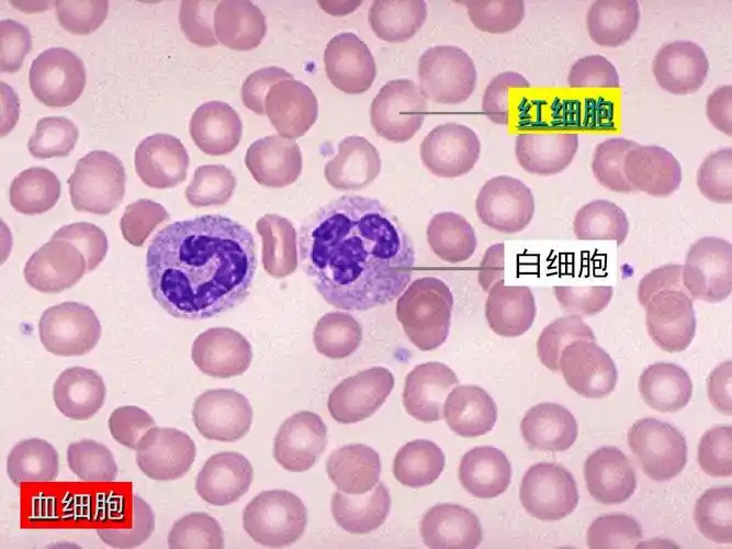 细红 胞白细 血细胞