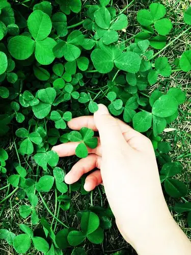 手握四叶草,幸福靠自己把握.