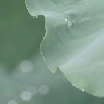 好运莲莲_风景静物头像_我要个性网