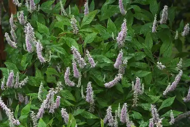 香薷的功效与作用