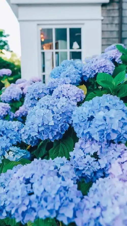 花团锦簇唯美风景图片手机壁纸