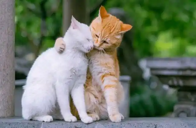 大咪和小白的爱情