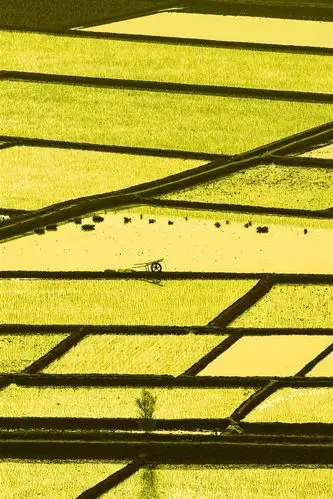 壁纸 美丽的稻田 5120x2880 uhd 5k 高清壁纸, 图片, 照片