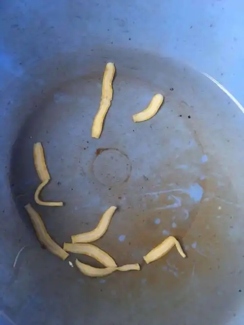 床上出现像蛆像面条一样的白色软体虫子是什么