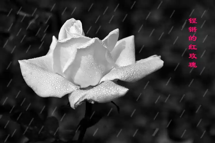 铿锵的红玫瑰