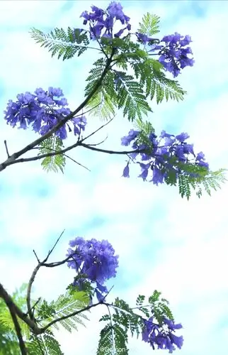 蓝花楹_都市头条,传播正能量,因你精彩!