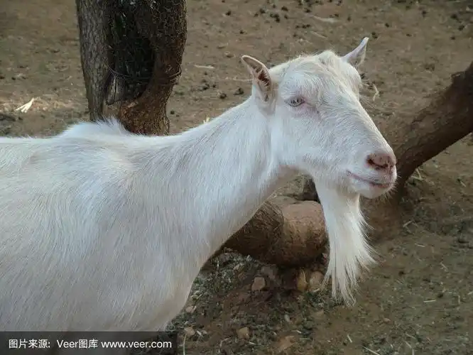 有胡子的山羊