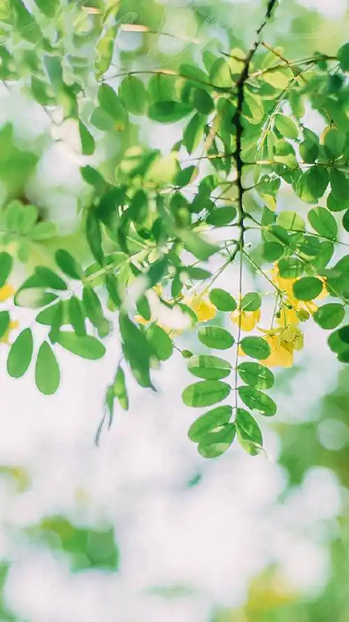 非常养眼的绿色植物小清新手机壁纸图片