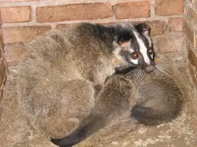 是什么狸类?可以养殖不?