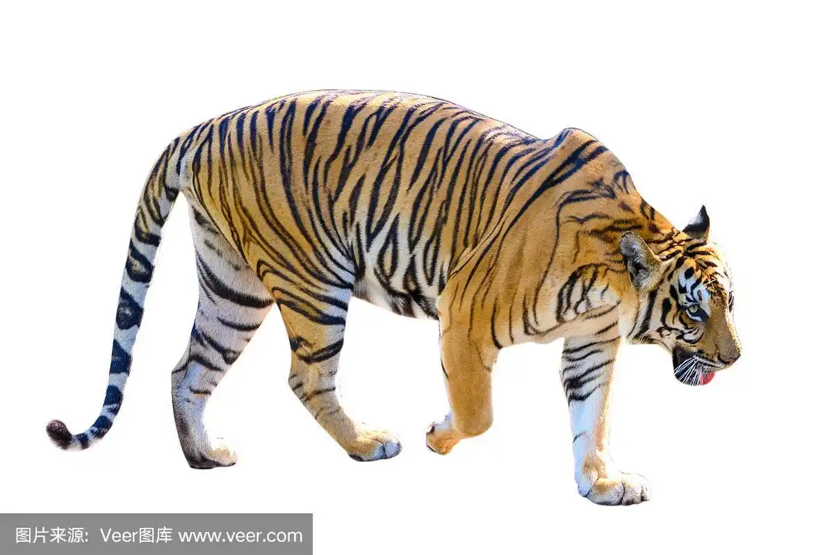 虎,白色背景,全身像,野生猫科动物,水平画幅