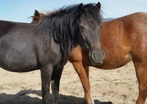 蒙古马是世界上耐力最好的马它可以连续十天日行100千米