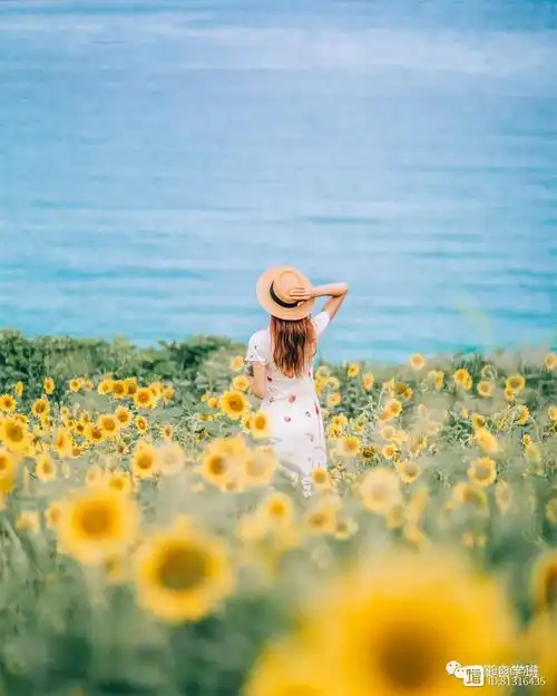 环境,如果优美,会给照片加分很多,像在图2图3这样的向日葵花海当中,要