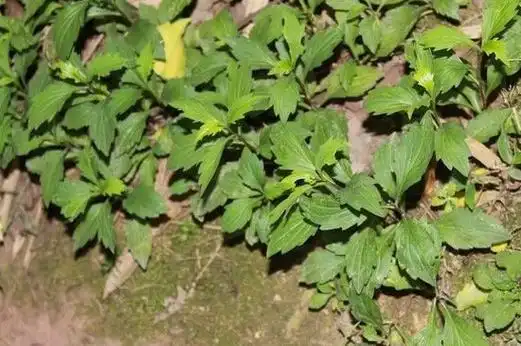 鱼秋草的功效与作用