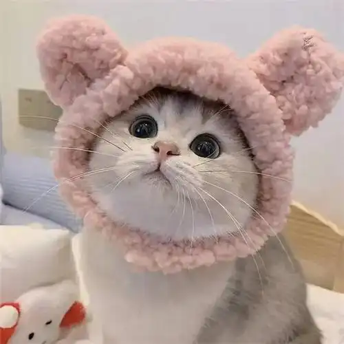 干净唯美可爱萌猫咪治愈系头像图片_动物头像_头像屋