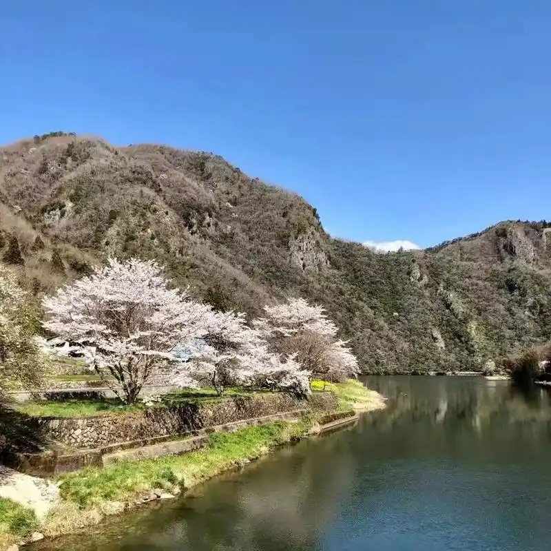 景色が美しく桜が満開だ.
