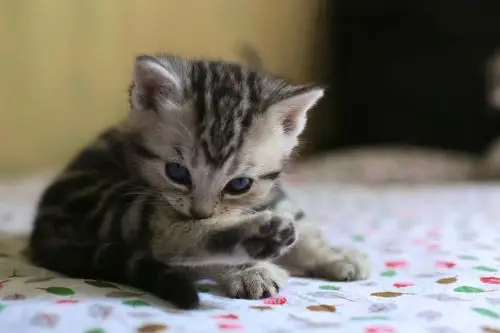 小奶猫努力卖萌中!