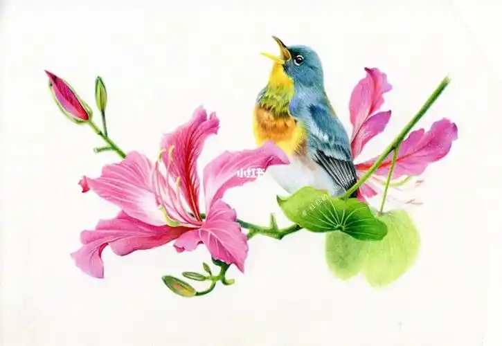 绘画日常  #彩铅  #彩铅手绘  #彩铅绘画  #彩铅画  #花鸟画 #夏日