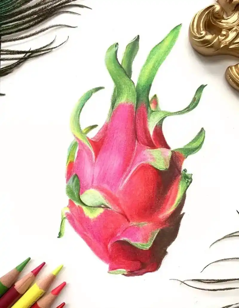 彩铅画火龙果素材来自某书sure禾画记