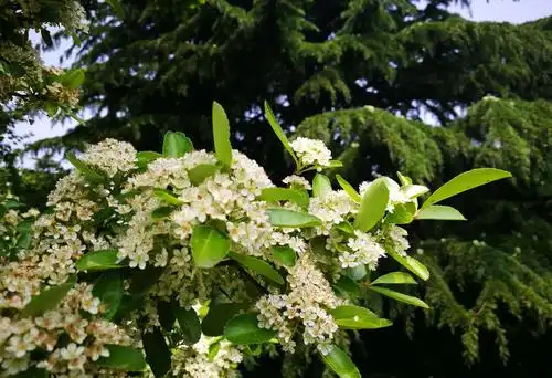 我拍花开之火棘花篇～_【手机随拍】