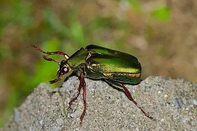 三叶虫_甲虫_京那巴鲁山_国家公园_沙巴_婆罗洲_马来西亚_亚洲_图片