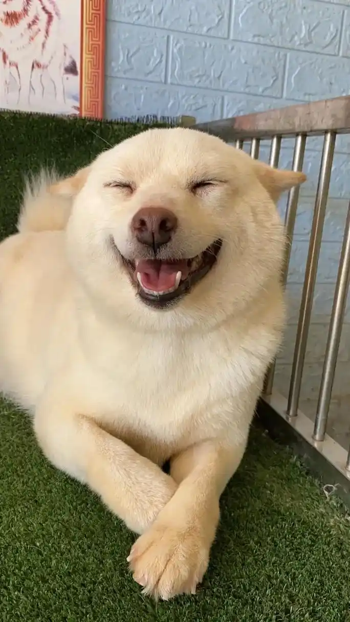 更新几张照片.#治愈系笑容 #白柴 - 抖音