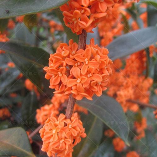 桂花树苗桂花苗盆栽金桂四季桂室内外浓香型阳台花卉