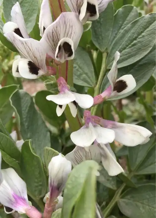 心若简静 花香自来 - 美篇