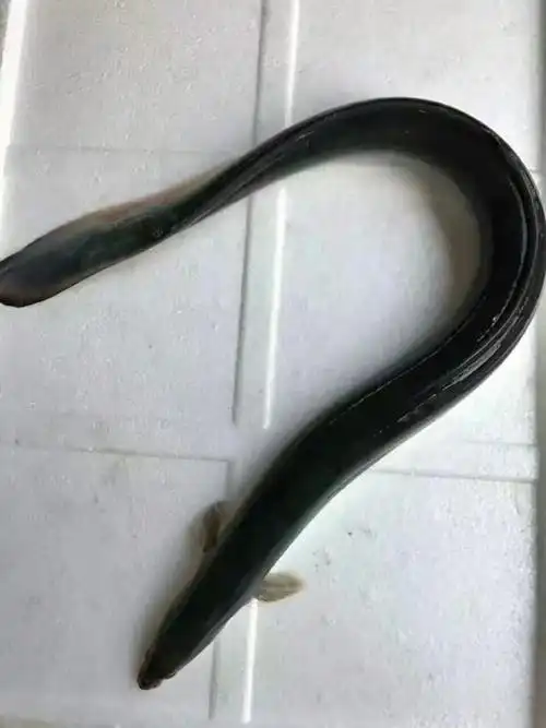 野生海鲈鳗鱼东山岛海鲜