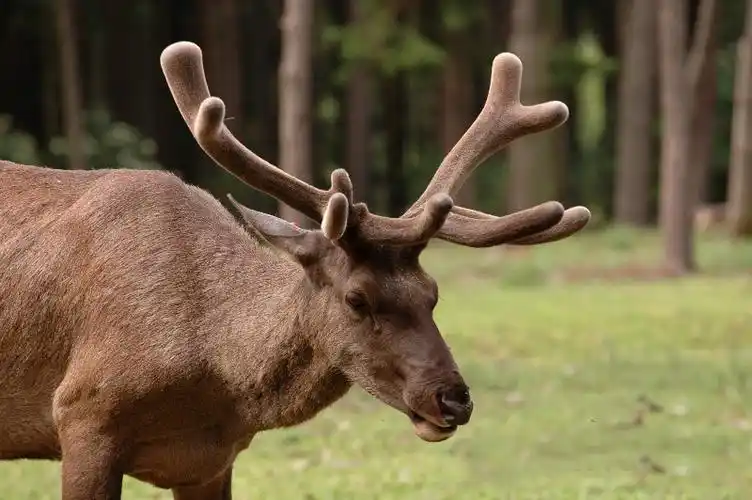 p>西伯利亚马鹿(学名: i>cervus elaphus sibiricus /i>):因为体形似