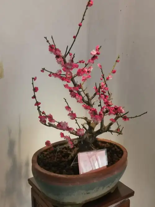 欣赏梅花盆景展