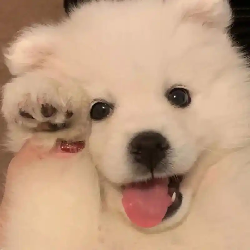 头像分享|可爱沙雕萌宠搞怪狗狗宠物头像 小狗头像来啦!