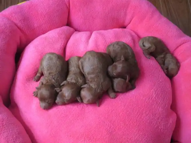 我家刚生的红泰迪.欢迎预定.