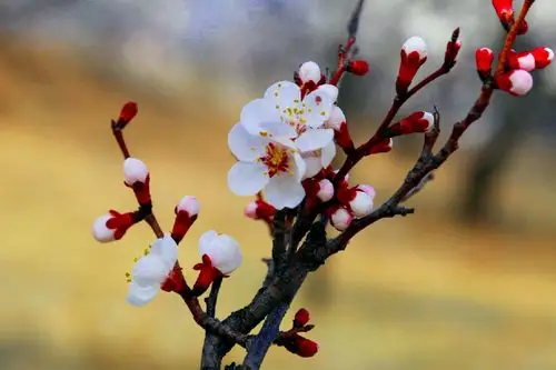 杏花盛开展春意 粉白浪漫遍山野一一鱼眼看北沟村杏林,另有一番景色!