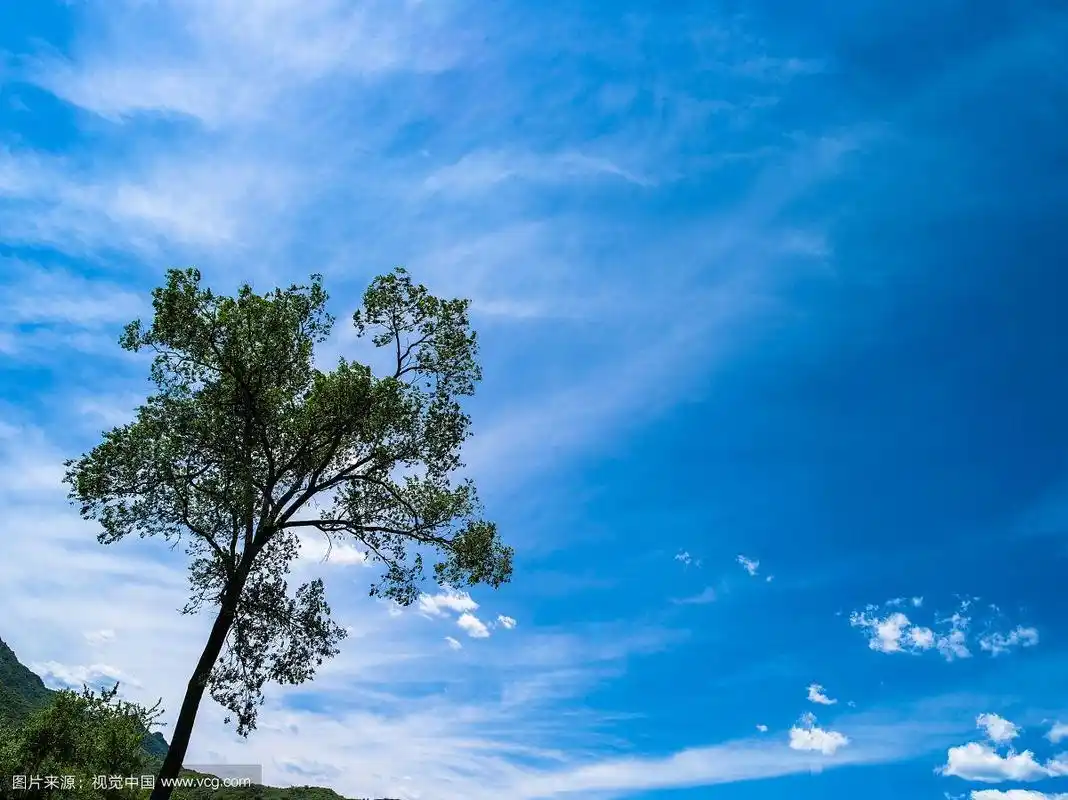 空旷的山野蓝天白云下一棵树