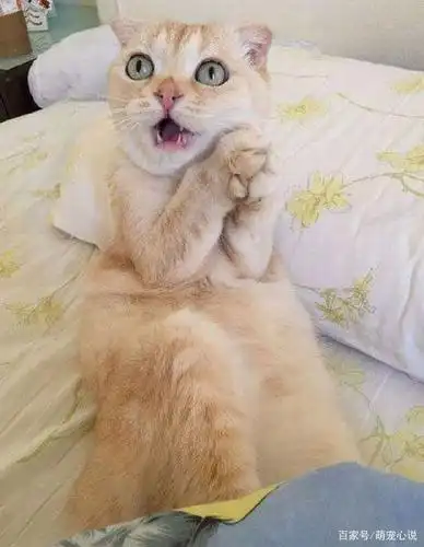 18张宠物们的搞笑图片,你们表情这么丰富你们主人知道吗?