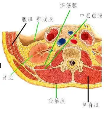 流言揭秘:转呼啦圈伤害内脏?