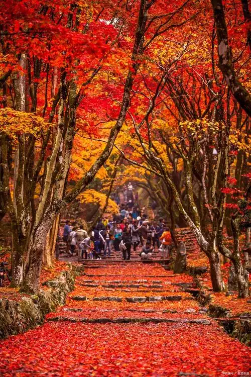 枫叶之舞:辽宁本溪的秋天风景