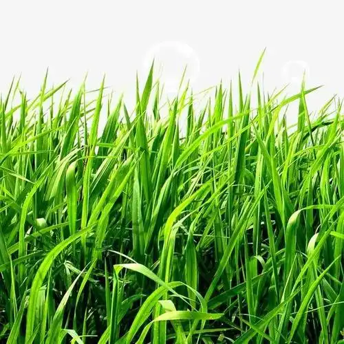 因为草是一种身上含有叶绿素的绿色草本植物,叶绿素在植物体内,会导致