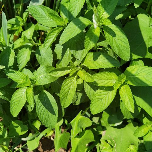 薄荷盆栽新鲜可食用苏格兰薄荷柠檬薄荷留兰香薄荷阳台庭院薄荷叶