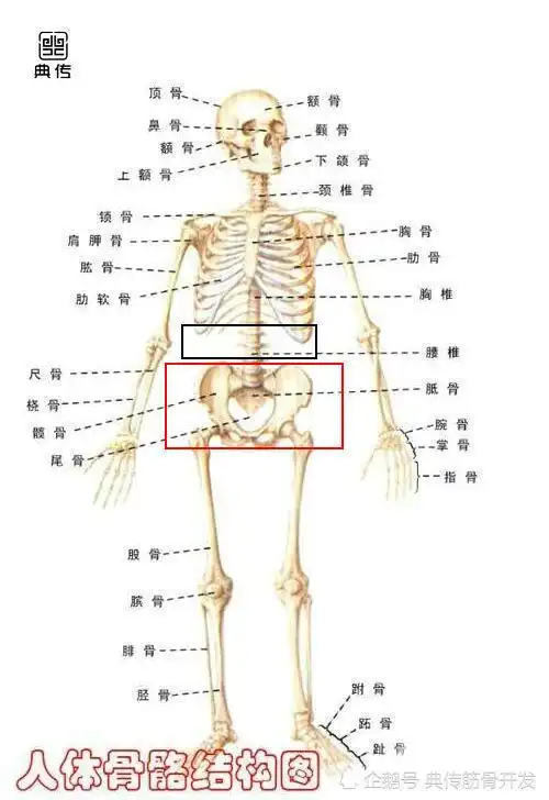 太极拳开胯的秘密—练太极拳如何开胯 典传筋骨开发