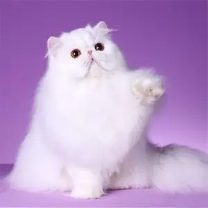 波斯猫活体幼崽纯种加菲猫宠物猫蓝眼可爱活体纯白异国长毛猫出售