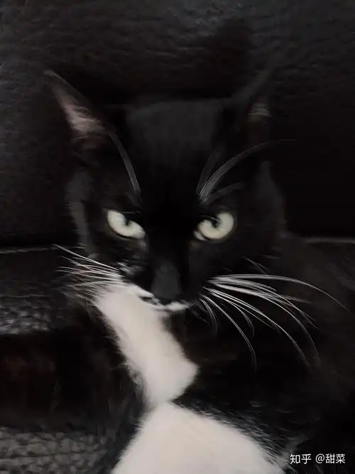 有一只高冷到爆的猫是什么样的体验